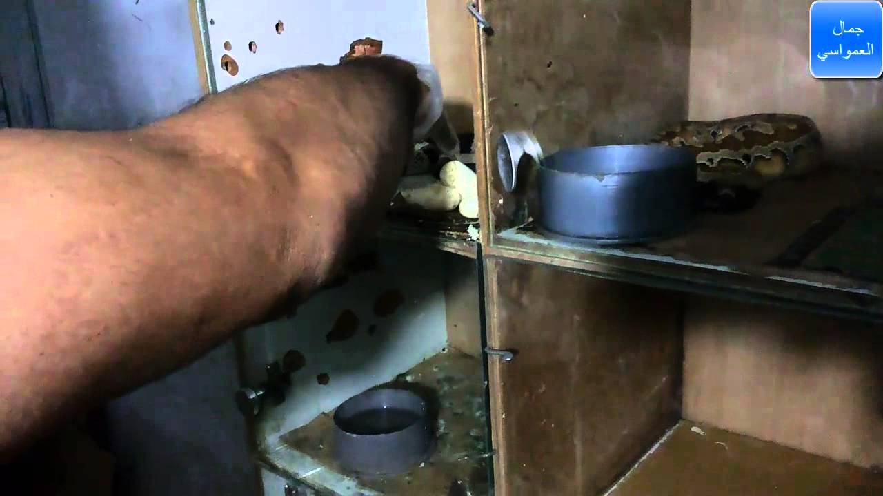 كيف يتم تفقيص بيض افاعي الكنج سنيك مع جمال العمواسي