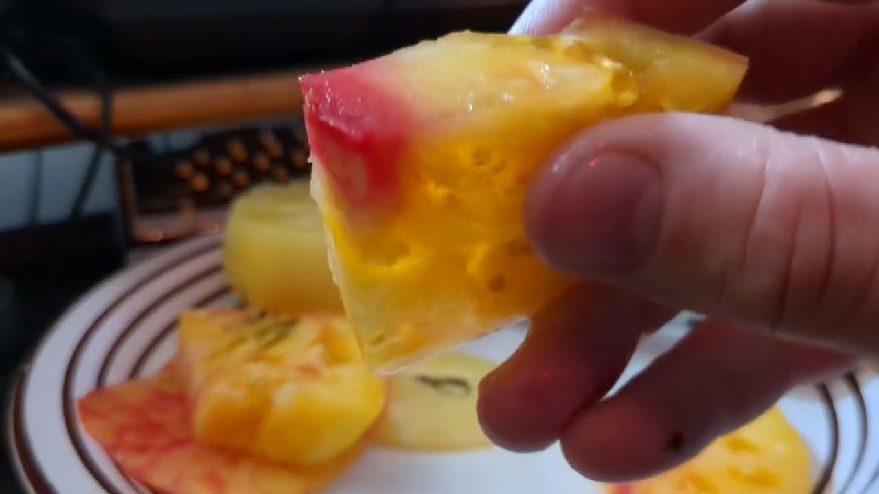 Tomato Taste test! Three varieties: White Tomesol, Gold Medal and Black Cherry
