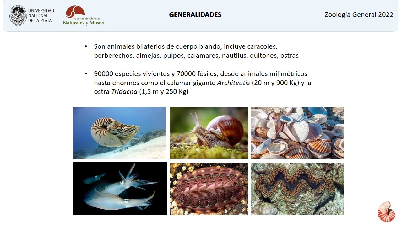 Phylum Mollusca (Primera parte)