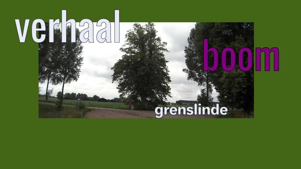 Grenslinde in Zuid-Beveland