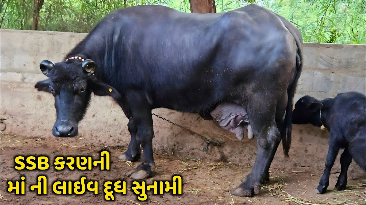 ઢોરી ગામની બન્નીએ કર્યો અદ્ભુત રેકોર્ડ , જોઇને દંગ રહી જશો 😱 Banni Buffalo Live Milking.
