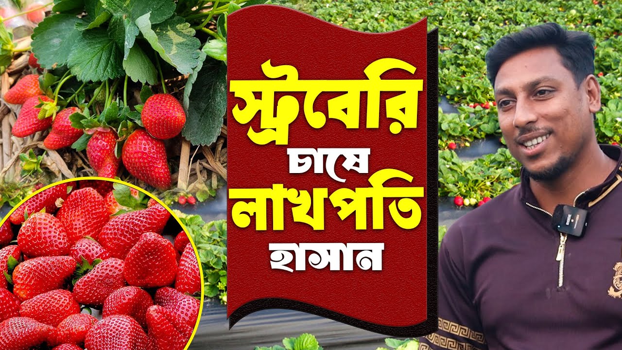 স্ট্রবেরি চাষ ও টিস্যু'র চারা বিক্রি করে লাখপতি হাসান | স্ট্রবেরি চাষ পদ্ধতি | Strawberry Farming