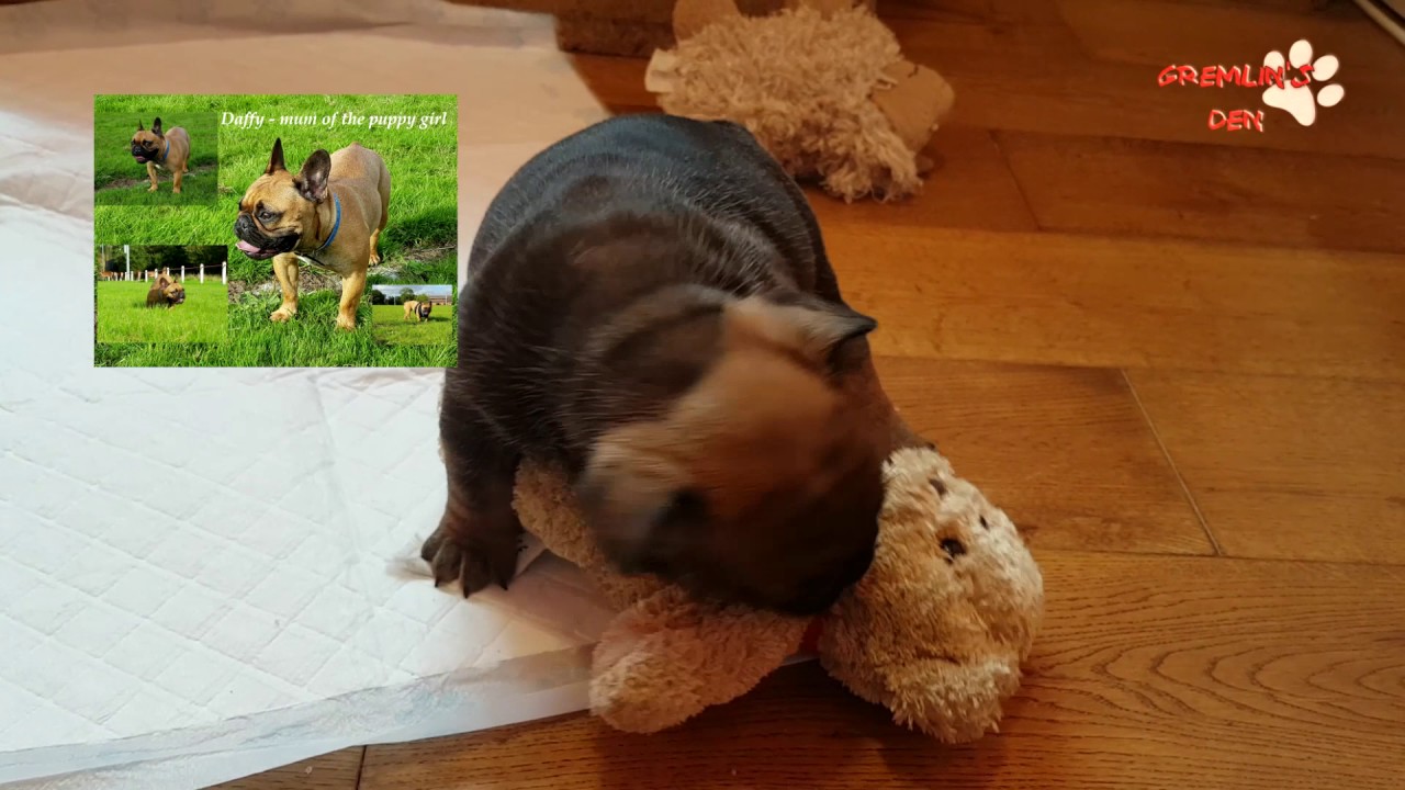 Daffy's puppy girl KC registered