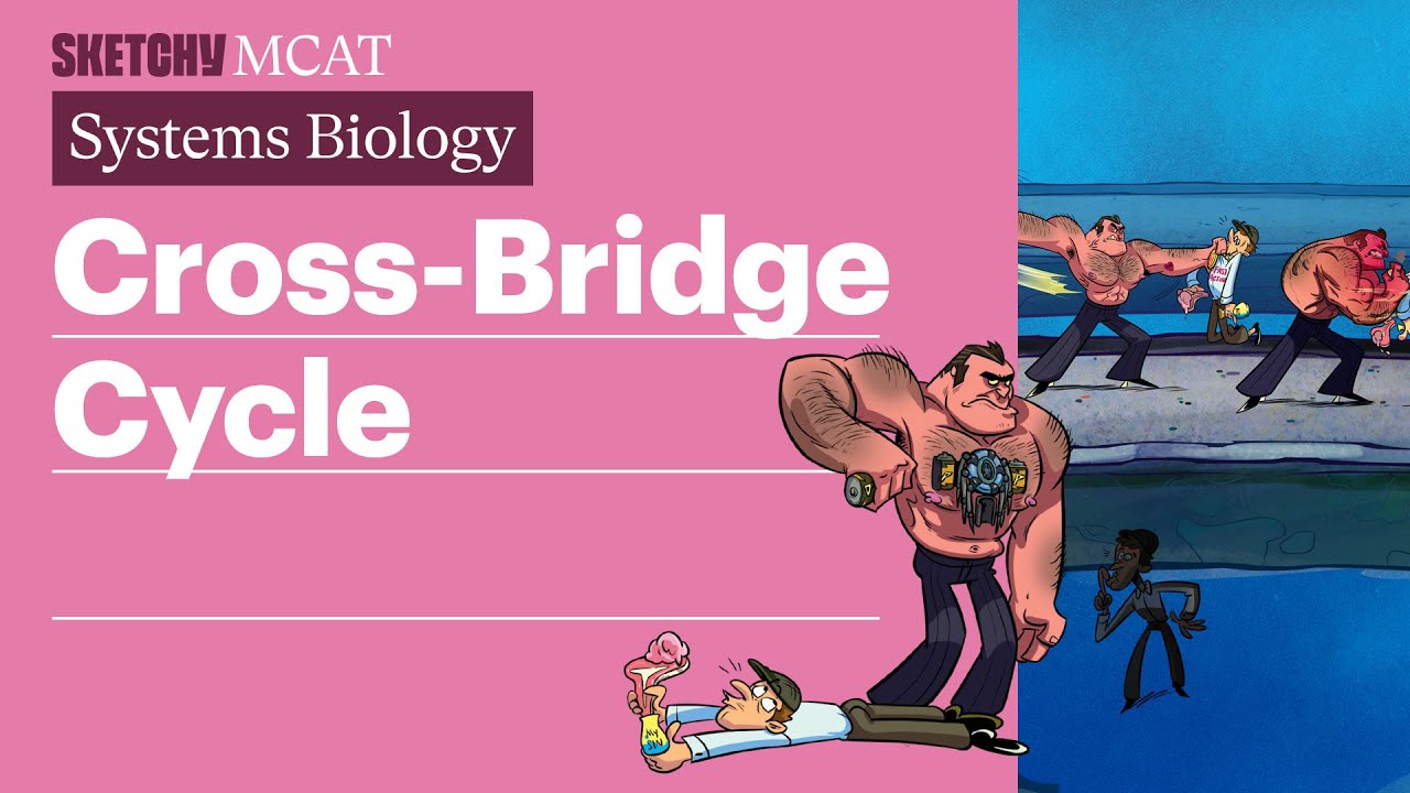 Cross Bridge Cycle (Biology) | Sketchy MCAT