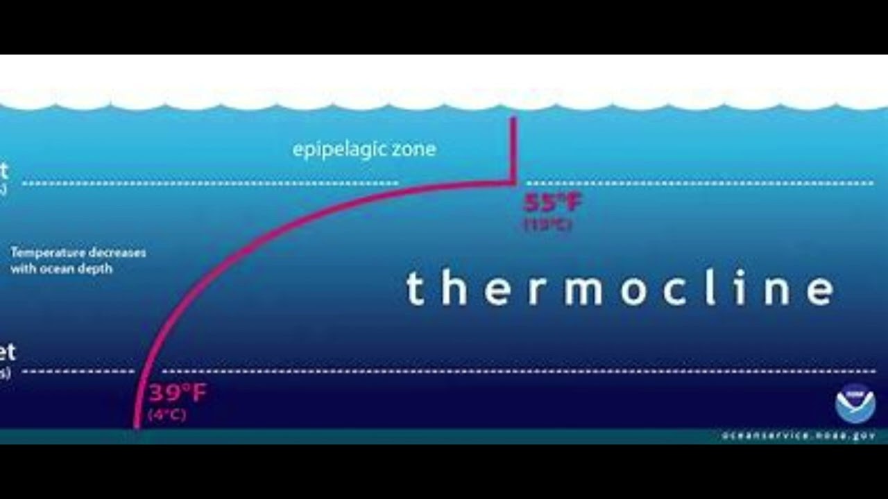 What is a thermocline?