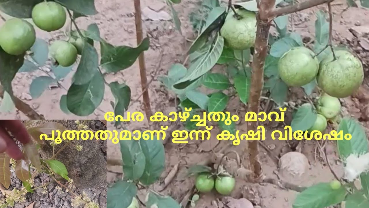 ഇത്രയും താഴെ മാവ് കായ്ക്കുമൊ ഇത് പൂവിട്ടതെങ്ങനെ കണ്ട് നോക്കു/mpgarden/malayalam