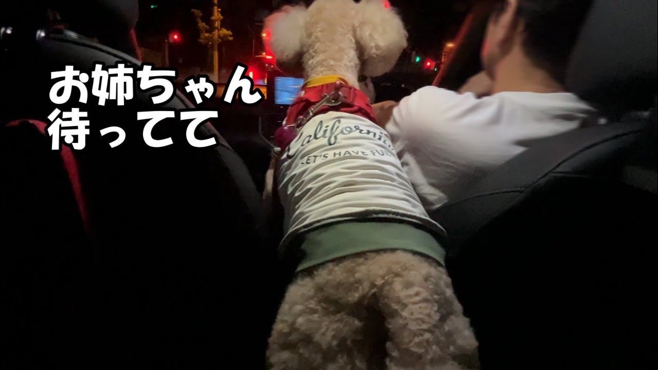 夜中のドライブでテンション上がりながらお姉ちゃんをお迎えに行く大きいトイプードル【デカプー】【トイプードルのロアくん】【toy poodle】