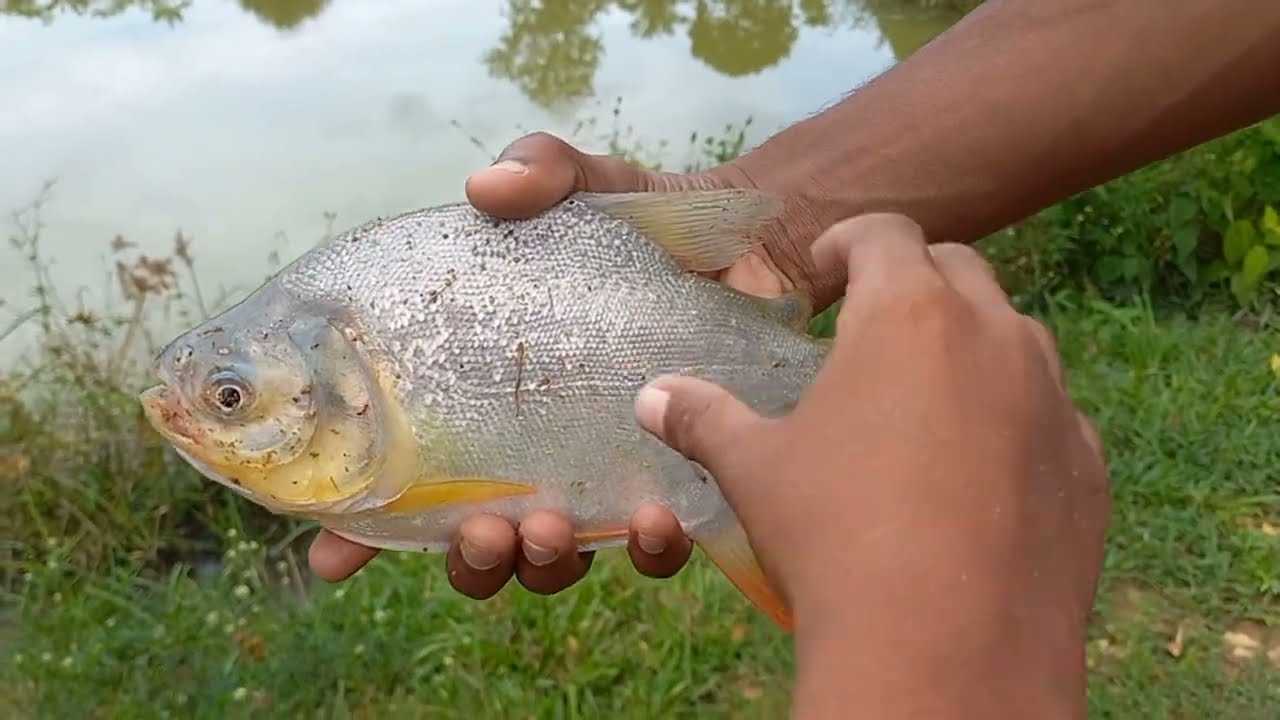 Pescarias PM a todo vapor na roça  achamos o ninho das tambas gigantes