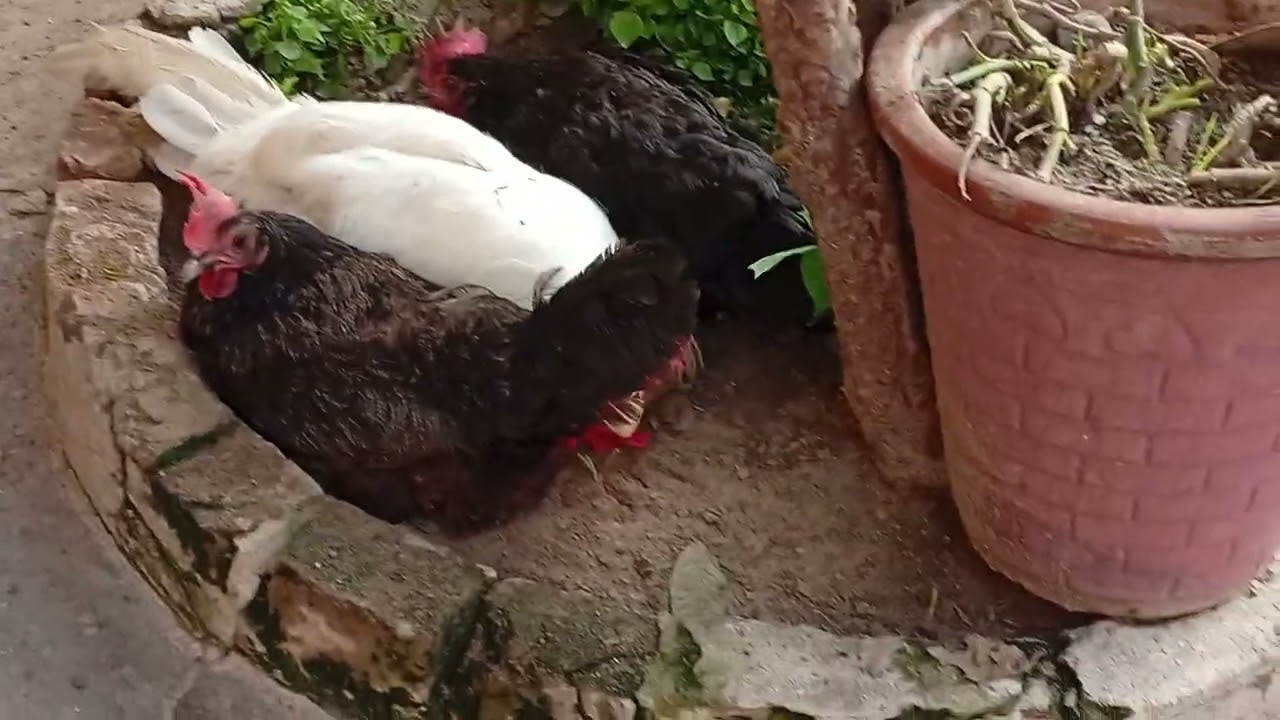 Rooster and Hens Taking Mud Bath 