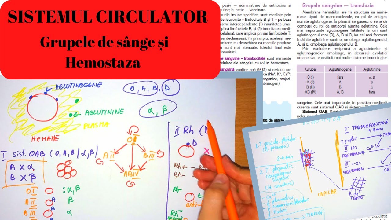 ADMITERE MEDICINA: SISTEMUL CIRCULATOR 2: SANGELE - Grupele de sange si hemostaza