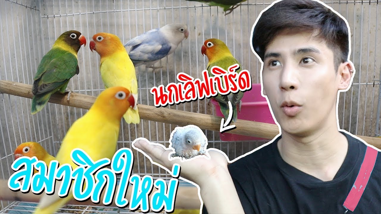 ไปรับนกเลิฟเบิร์ดตัวแรกมาเลี้ยง น้องน่ารักมาก!! (ชื่ออะไรดีครับ!?) l น่ารักสัตว์ EP.1