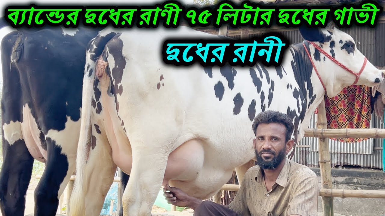 দুধের রানী! ব্যান্ডের দুধের রাণী ৭৫ লিটার দুধের গাভী । আনকমন  গাভী সরাসরি খামার থেকে দেখুন!