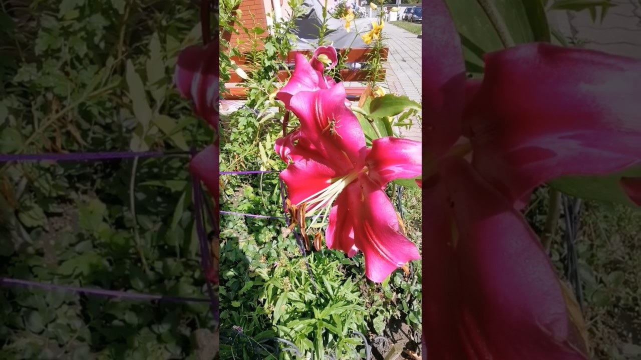 Lilie rośliny cebulowe o ozdobnych kwiatach #flowers #garden #przyroda