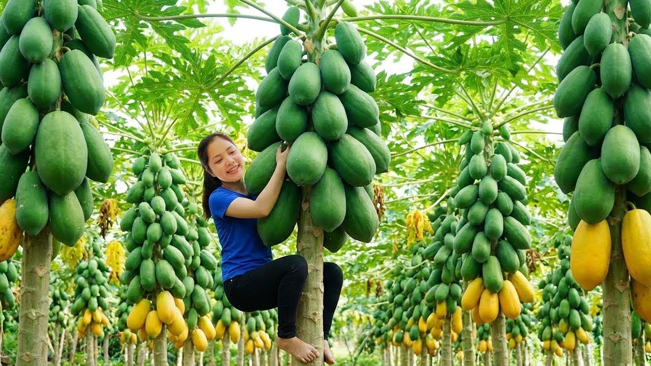 Hanna Harvest Green Papaya: Picking Giant Fruits for a Spicy Village Salad! 🥗
