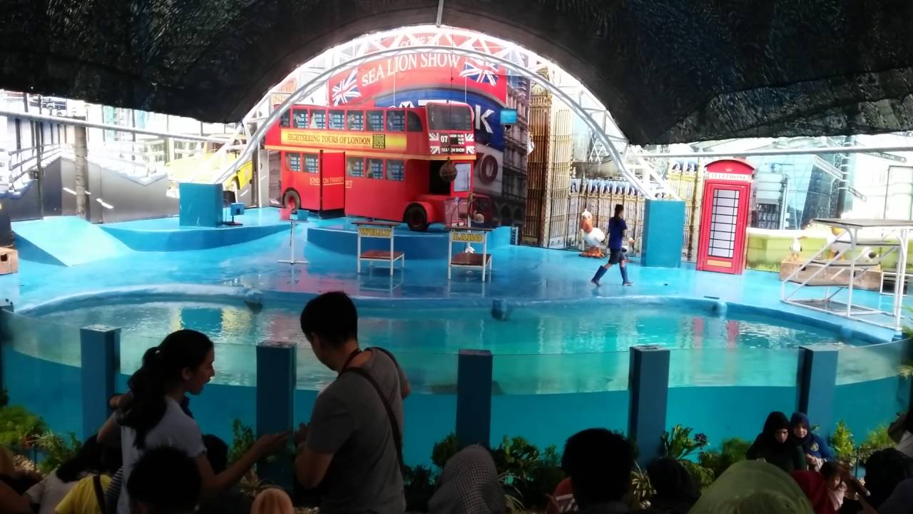 Atraksi Anjing laut di Batu Secret Zoo