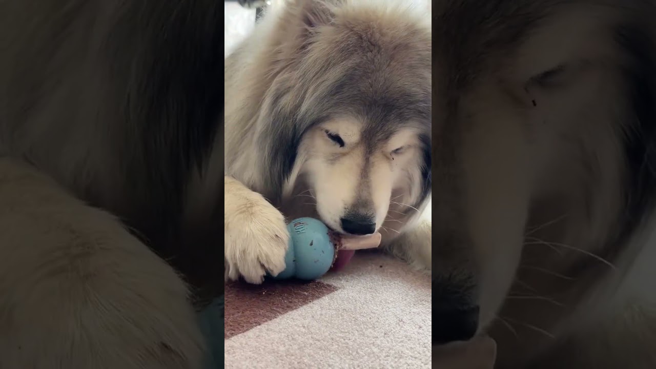 Adorable Husky Adventures: A Day of Pure Joy