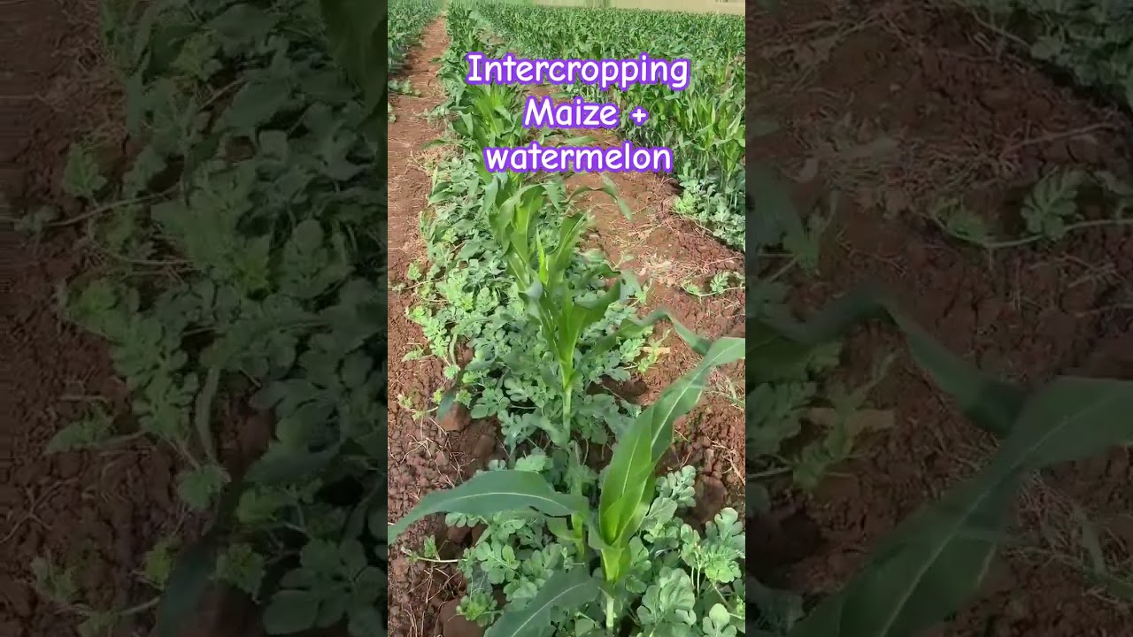 Intercropping maize and watermelon|| Farming #agriculture