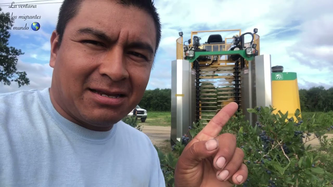 Increíble cosecha de arándanos - máquina moderna 2022 😱