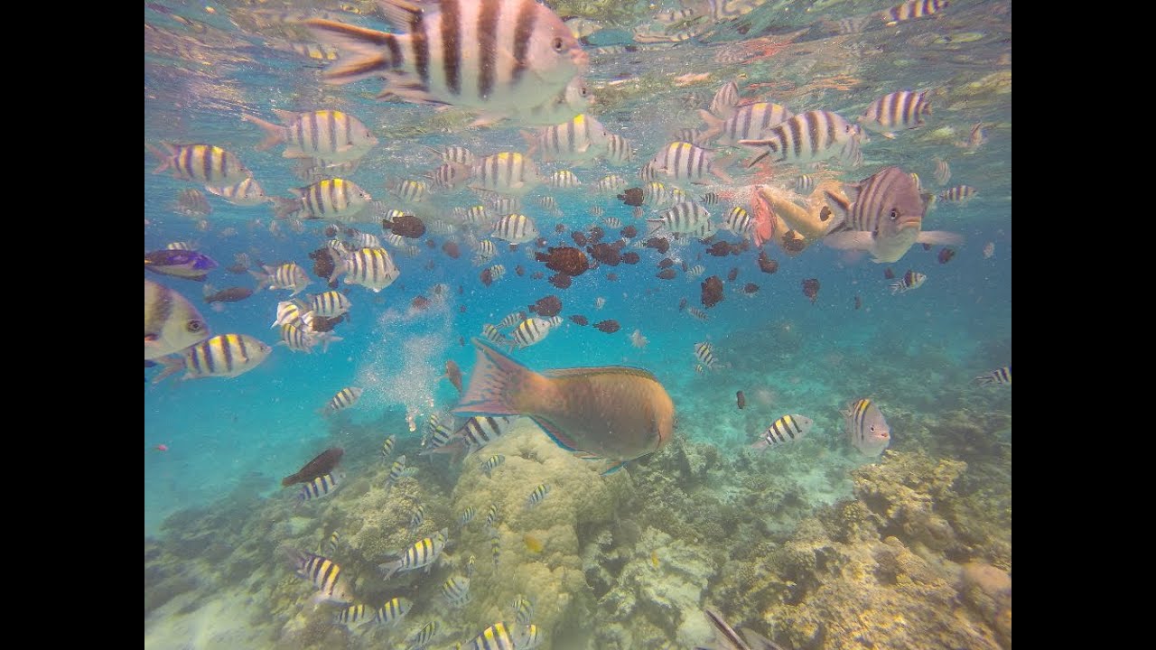 Snorkeling à Zanzibar