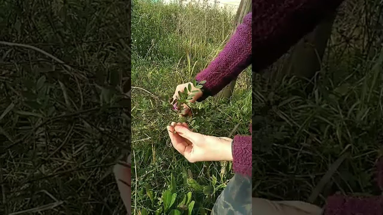 Arvejas silvestres (Vicia sativa) identificación y usos.