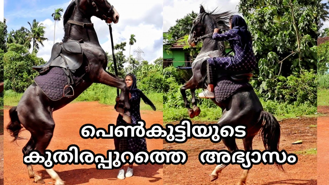 കുതിരപ്പുറത്ത് പെൺകുട്ടിയുടെ അഭ്യാസം ridergirl stunt.Horse Riding girl