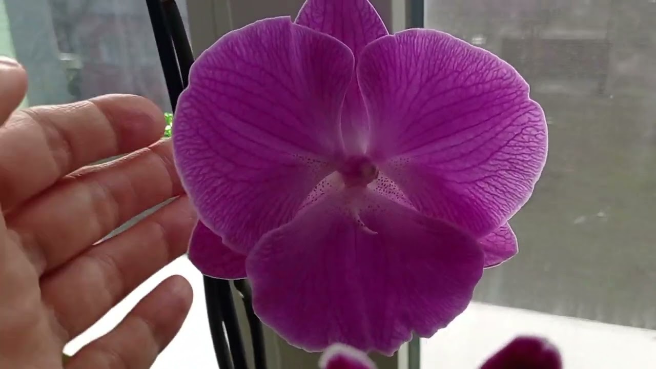 Что зацвело на подоконниках в феврале 2025🌺🤗