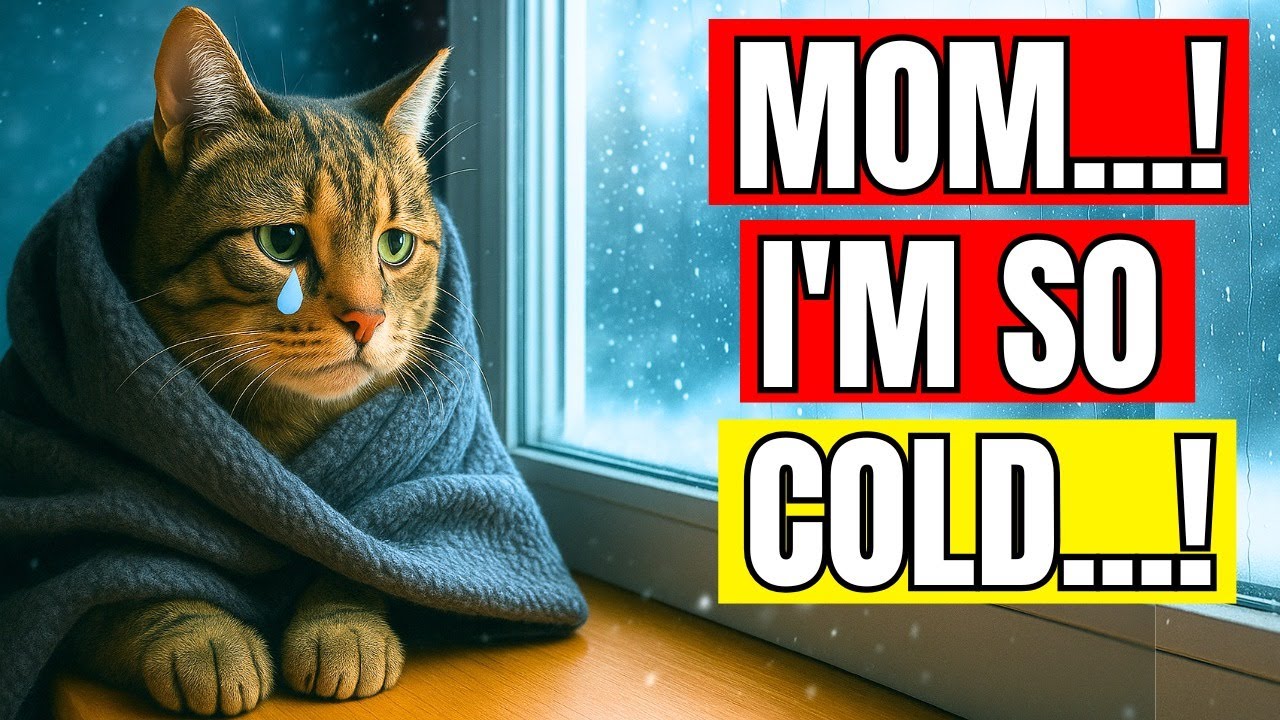99% Cat Owners Make THESE Winter Mistakes....And Their Cats Pay the Price