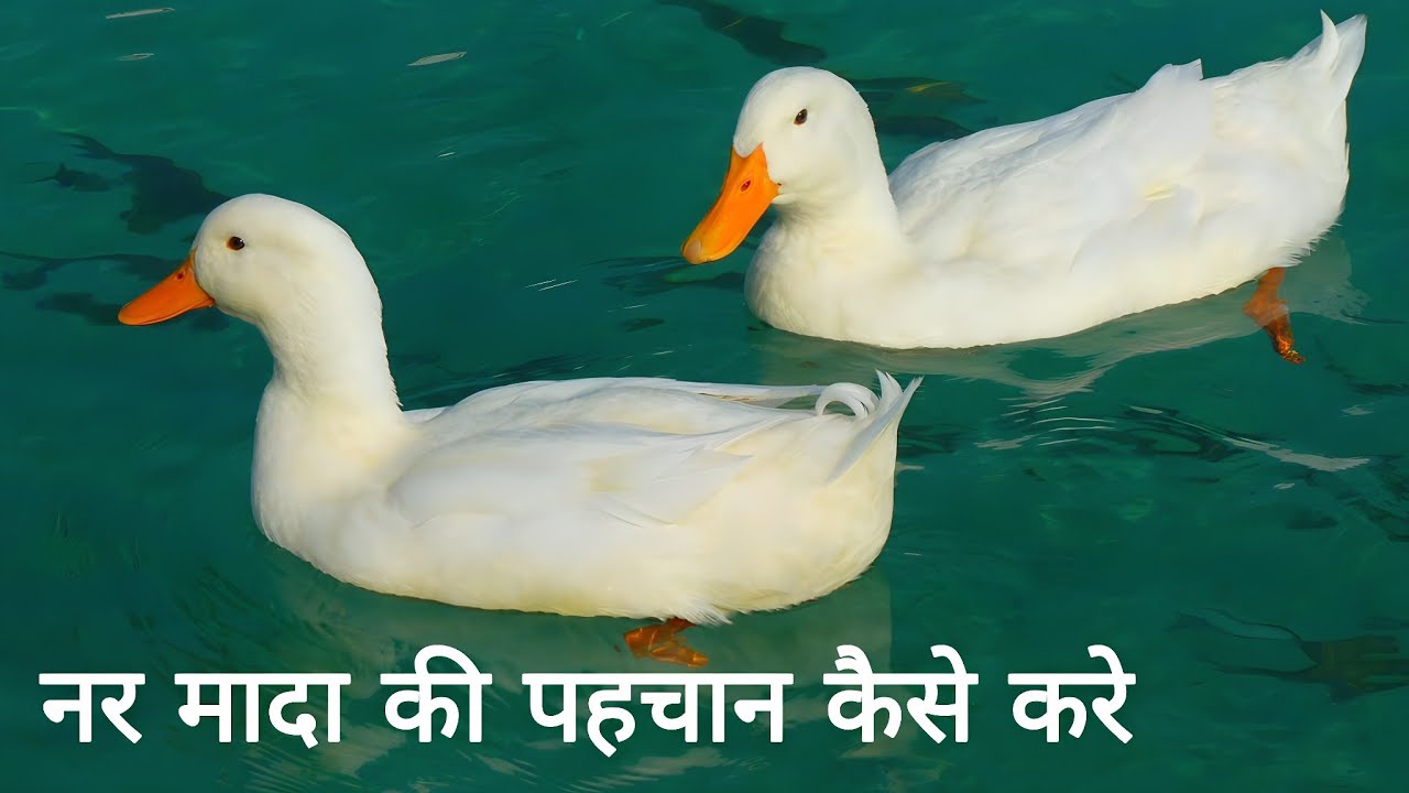 How to identify male and female duck 🦆 नर मादा कैसे पहचाने बत्तख में | shammi pets