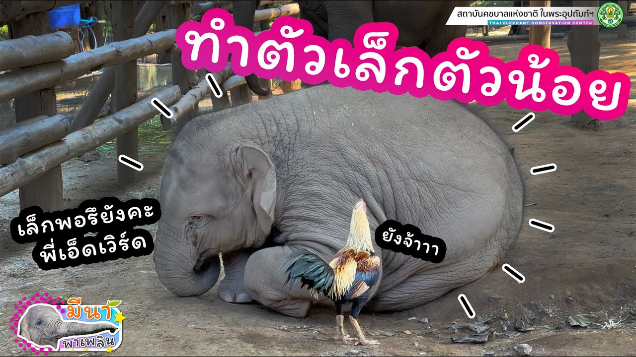 มีนา พาเพลิน 21 ธันวาคม 2567 ความพับเพียบเรียบร้อย หนูขอมอบให้พี่เอ็ดเวิร์ดคนเดียว