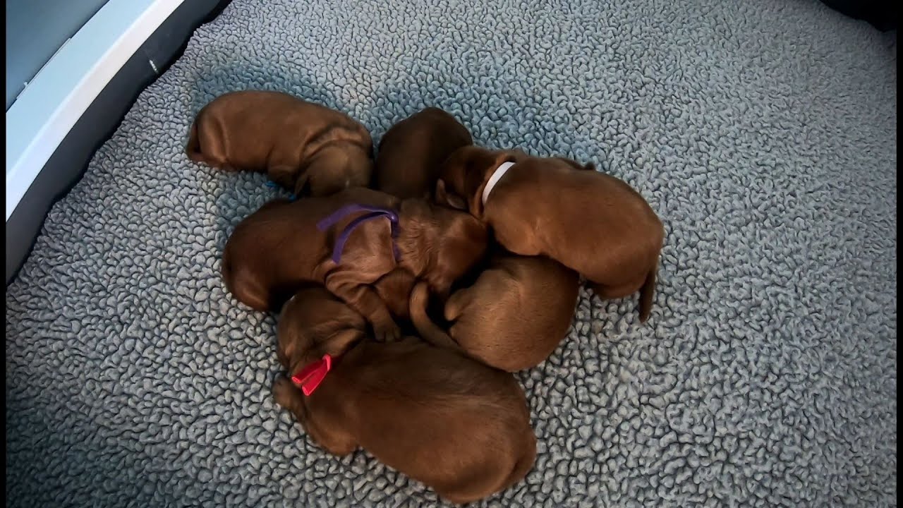 KPRC 2 Investigates: New twist on old puppy scam