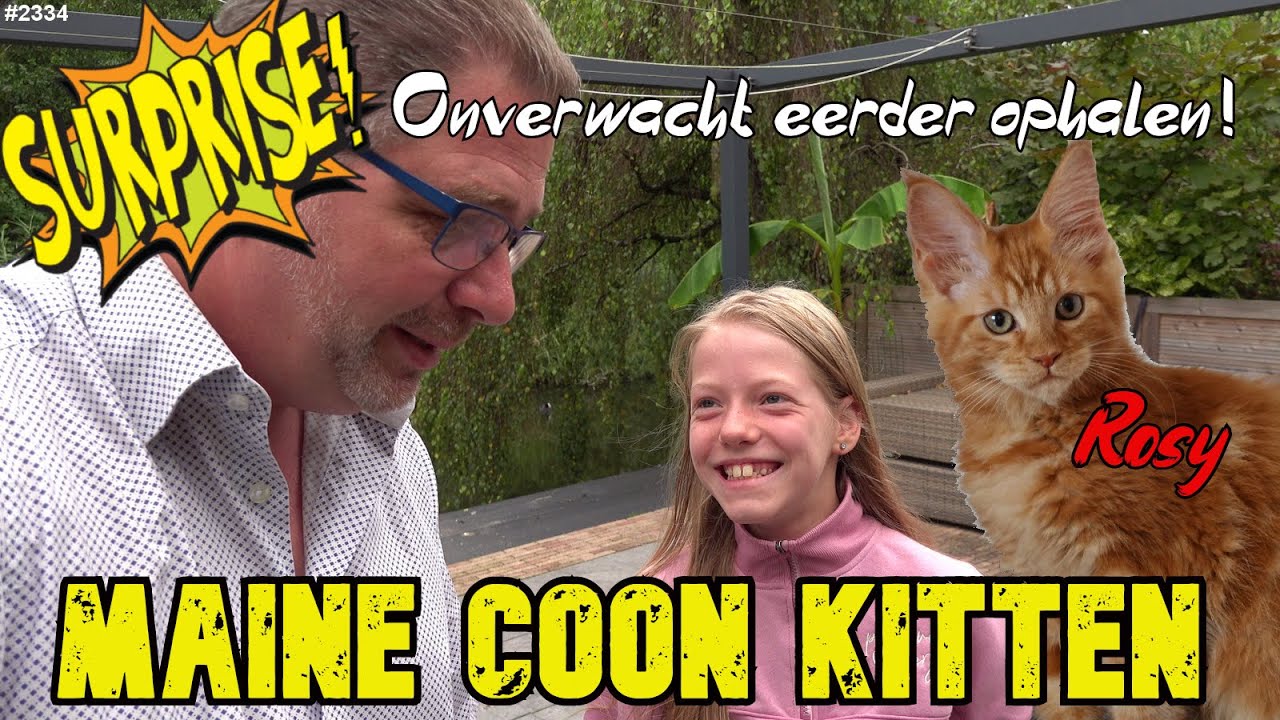 Rood MAINE COON KITTEN POESJE eindelijk ophalen bij de FOKKER. Rosy komt nu bij ONS WONEN  