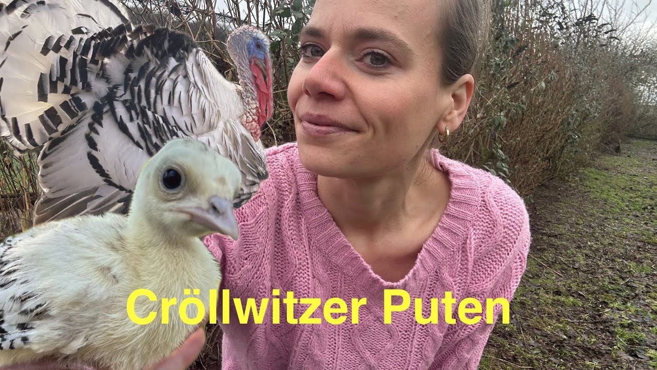 🦃 Cröllwitzer Puten | Puten | Putenhaltung | Hühnerhaltung | Hühner | Deutsche Pute 
