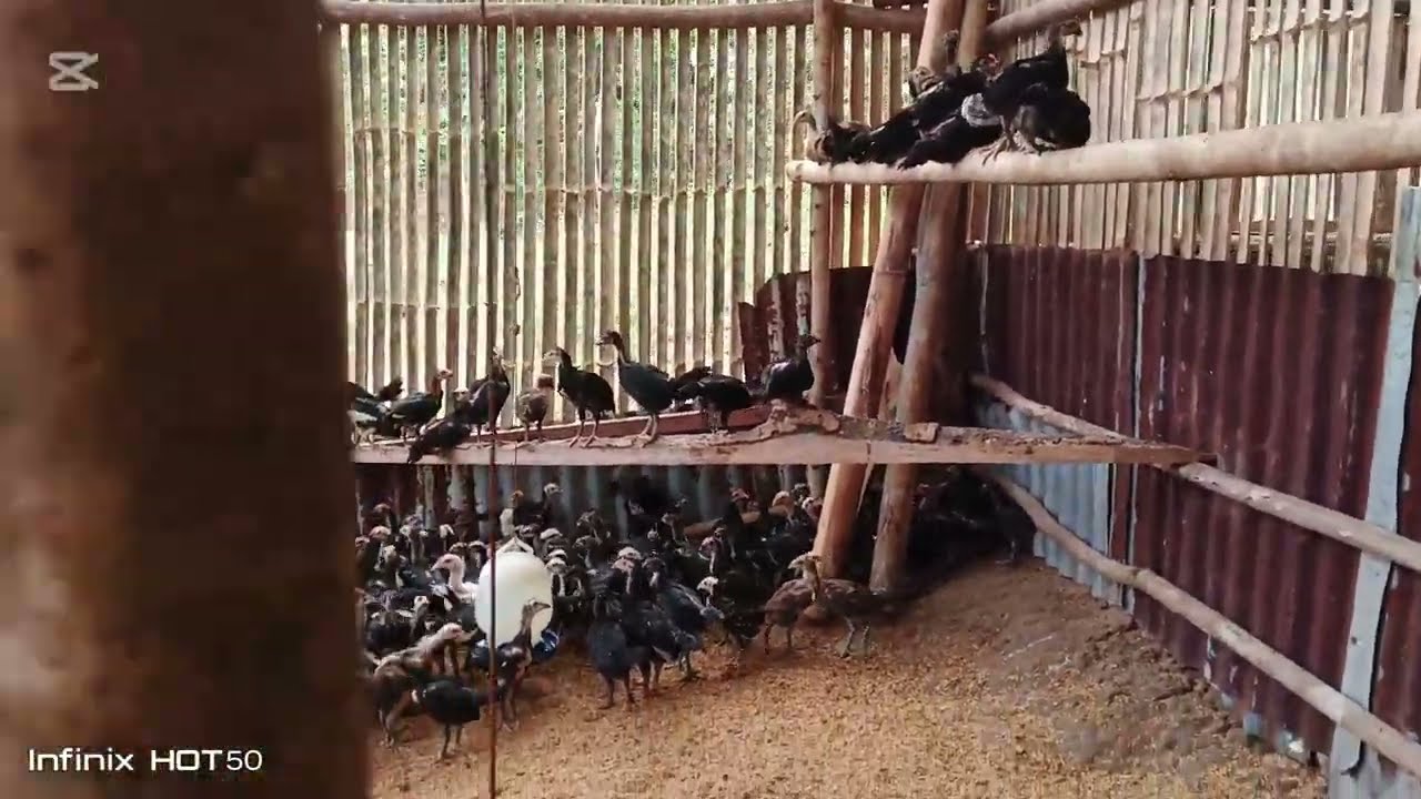 Road to 1,000 heads of Zampen native chicken