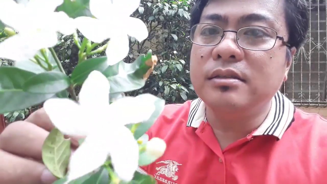 FACTS ABOUT PANDACAQUI (tabernaemontana pandacaqui)
