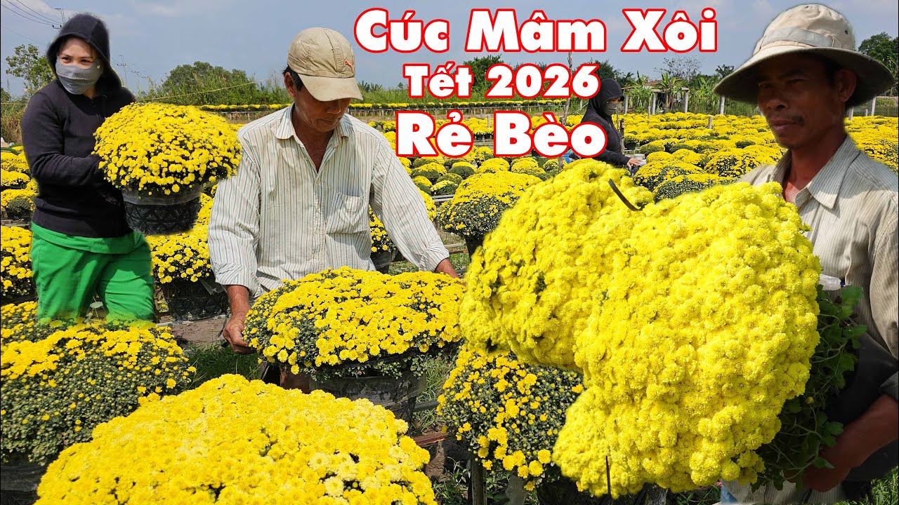 Cúc mâm xôi Tết 2026 40k - 50k/chậu chưa năm nào giá rẻ đến vậy