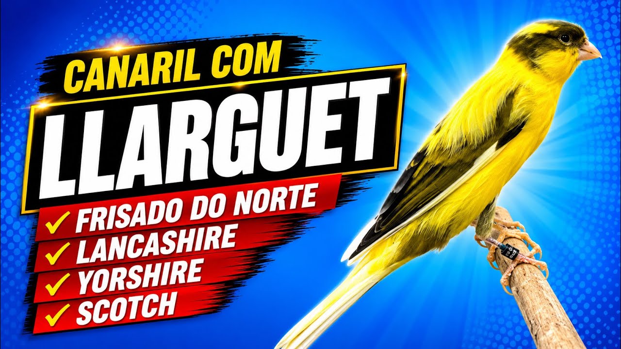CANARIL COM YORKSHIRE, LANCASHIRE, LLARGUET E FRISADOS DO NORTE#ninhodocanario