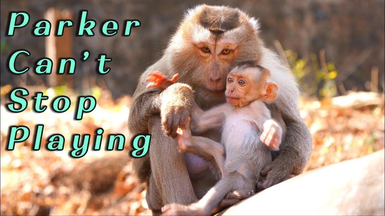 Baby Monkey Parker Plays Actively with the Troop  Mama Pinka Watches Proudly in Today’s Update