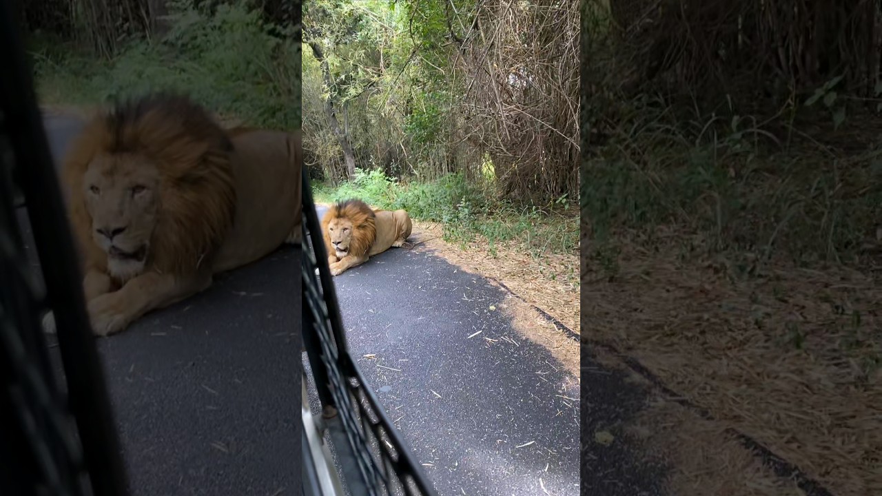 Lion roars 🦁 🦁 #lion #angrylion #animals