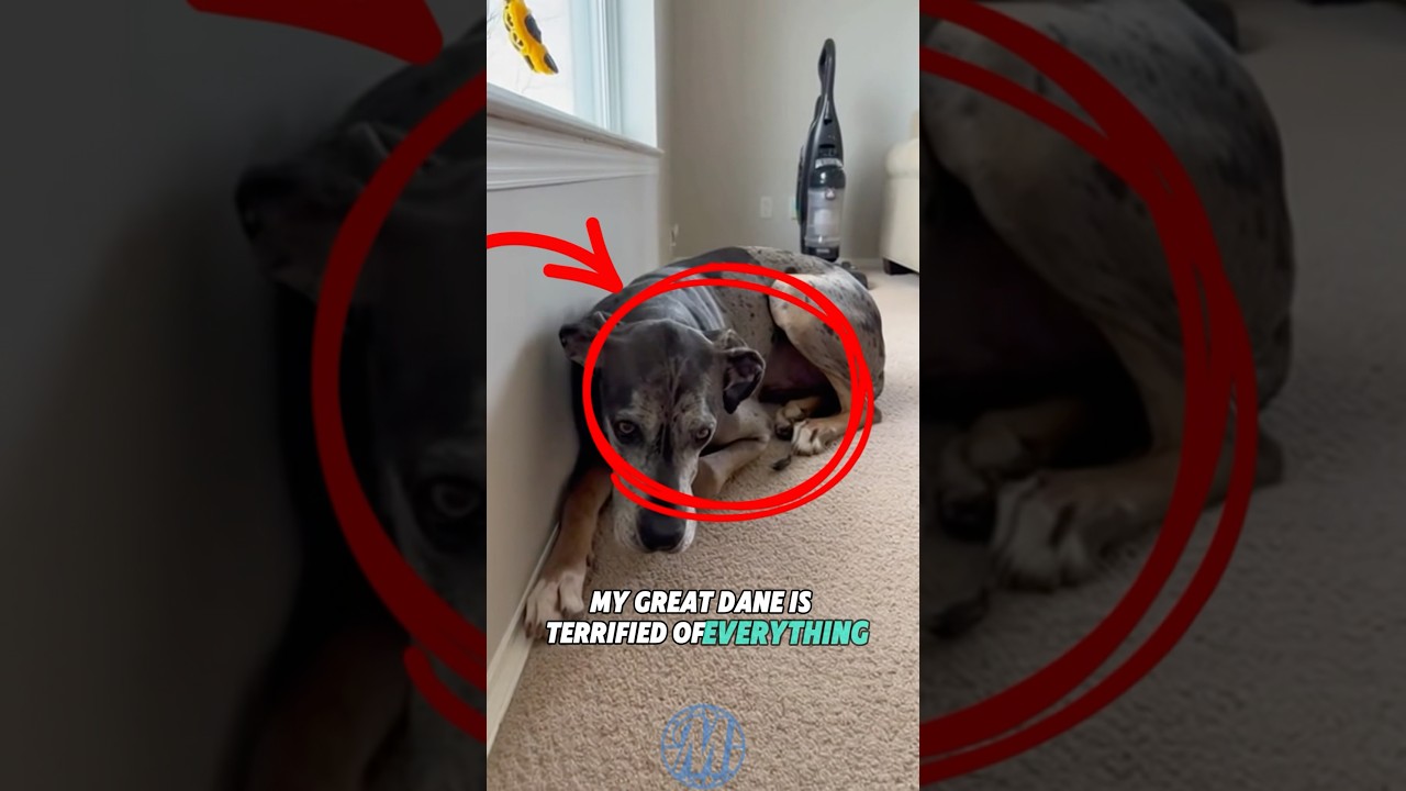 Great Dane Scared Of Everything Hides Behind His Tiny Chihuahua Bodyguard🐶❤️🐕