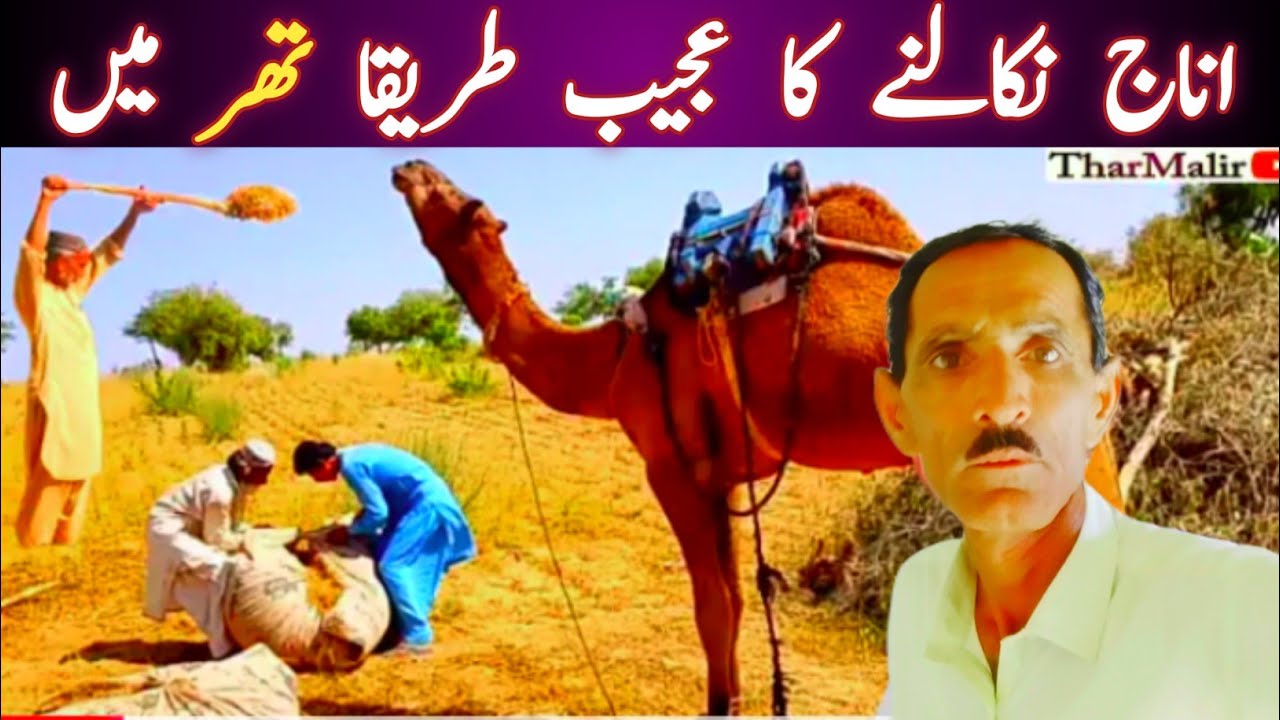 Tharparkar farmers harvest grain in a strange way | Thardesert Farmer's Techniques | TharMalir 