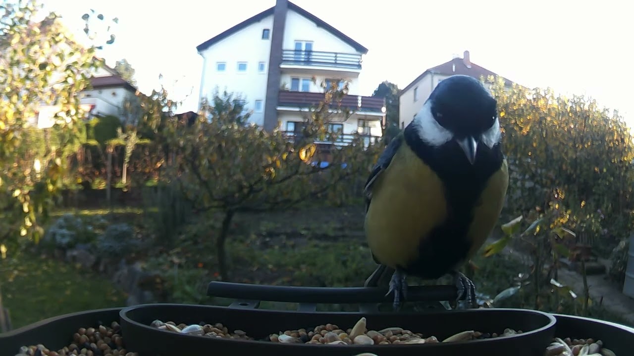 Birds 104