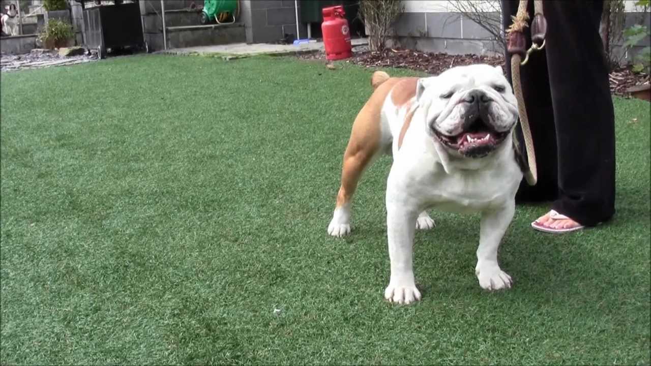 Classical conditioning for aggressive dogs