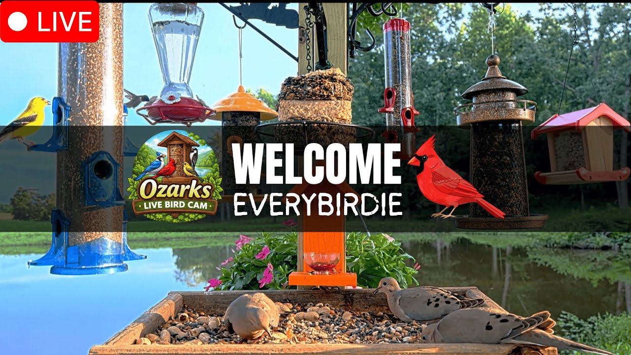 🔴 LIVE Ozarks Bird Feeder Cam | Cardinals & Woodpeckers | Winter Pond