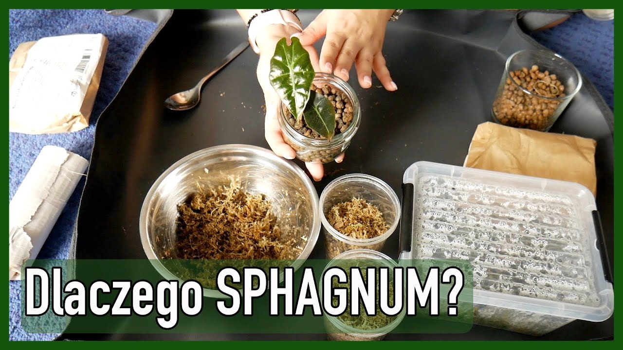 Ukorzenianie w SPHAGNUM - dlaczego najlepsze