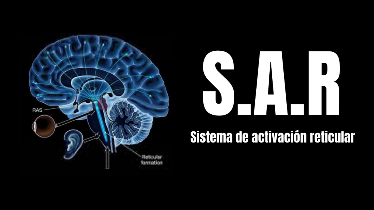 Neuroanatom&iacute;a: &iquest;Qu&eacute; es el Sistema activador reticular ascendente? (SARA) EXPLICACI&Oacute;N