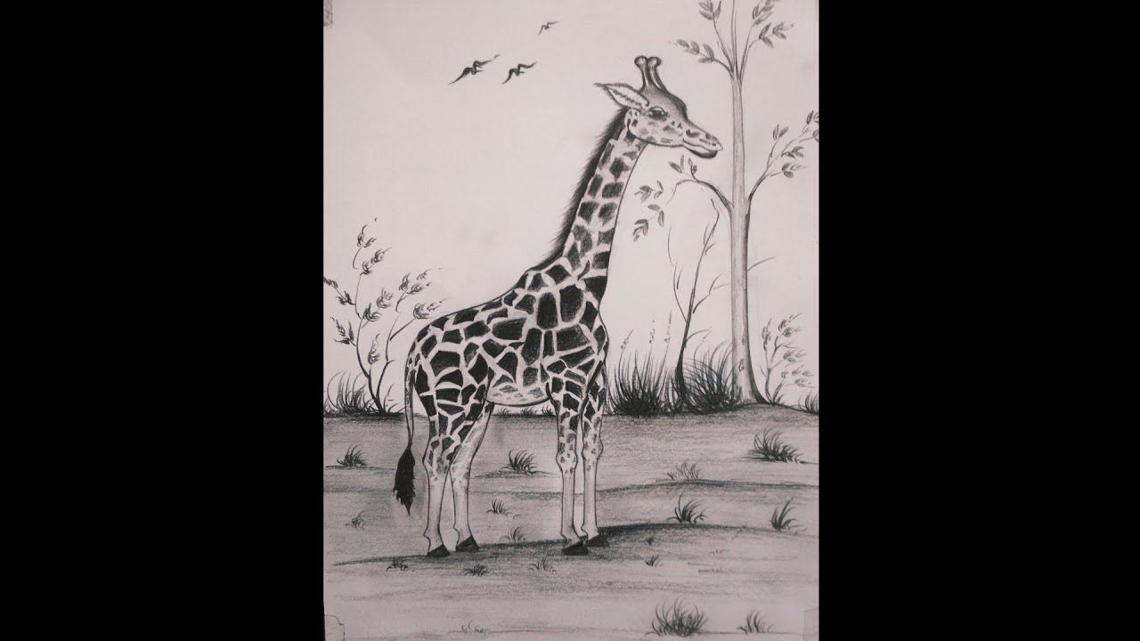 Giraffe Pencil Shading Drawing