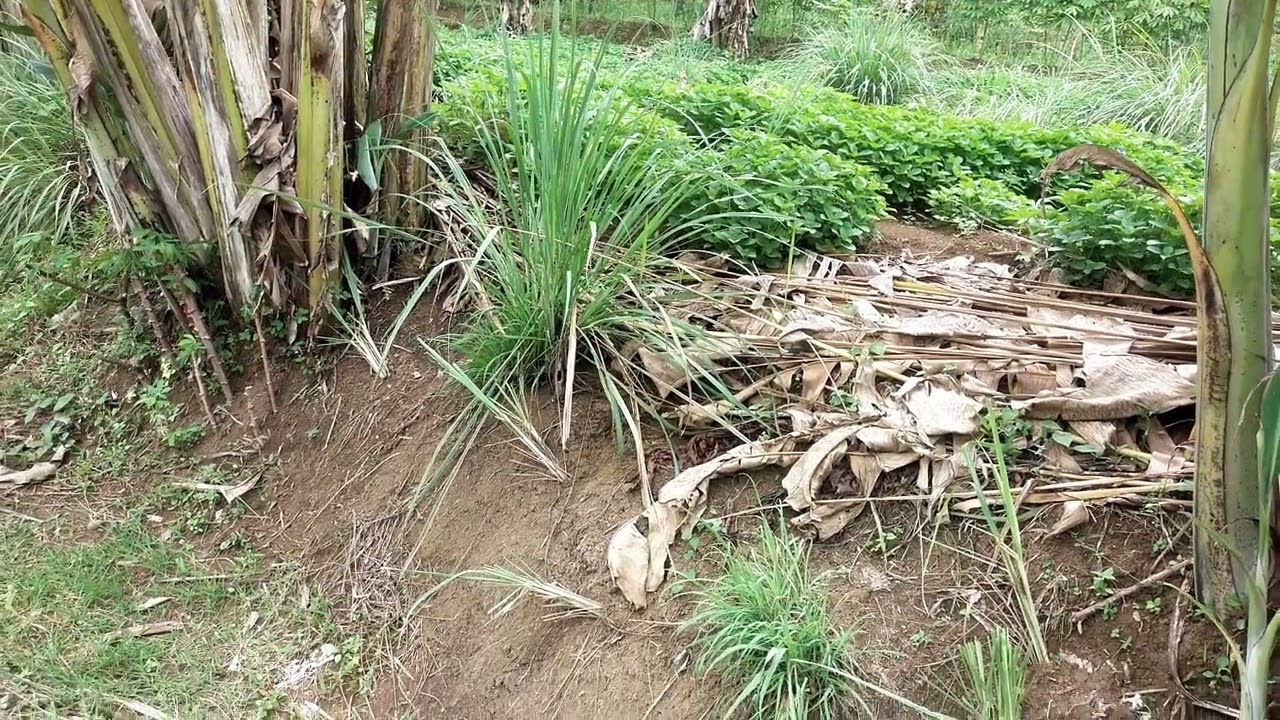 Berbagai macam tanaman di ladang @cuandaritani