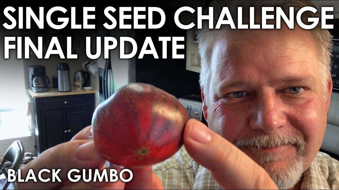 Single Seed Challenge FINAL Update || Black Gumbo