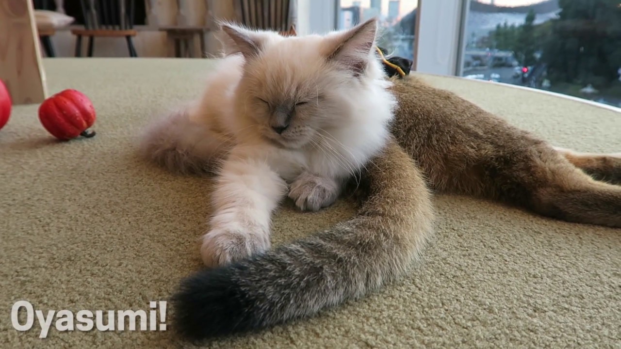 Best Cat Cafe in Tokyo | Crunchyroll Japan