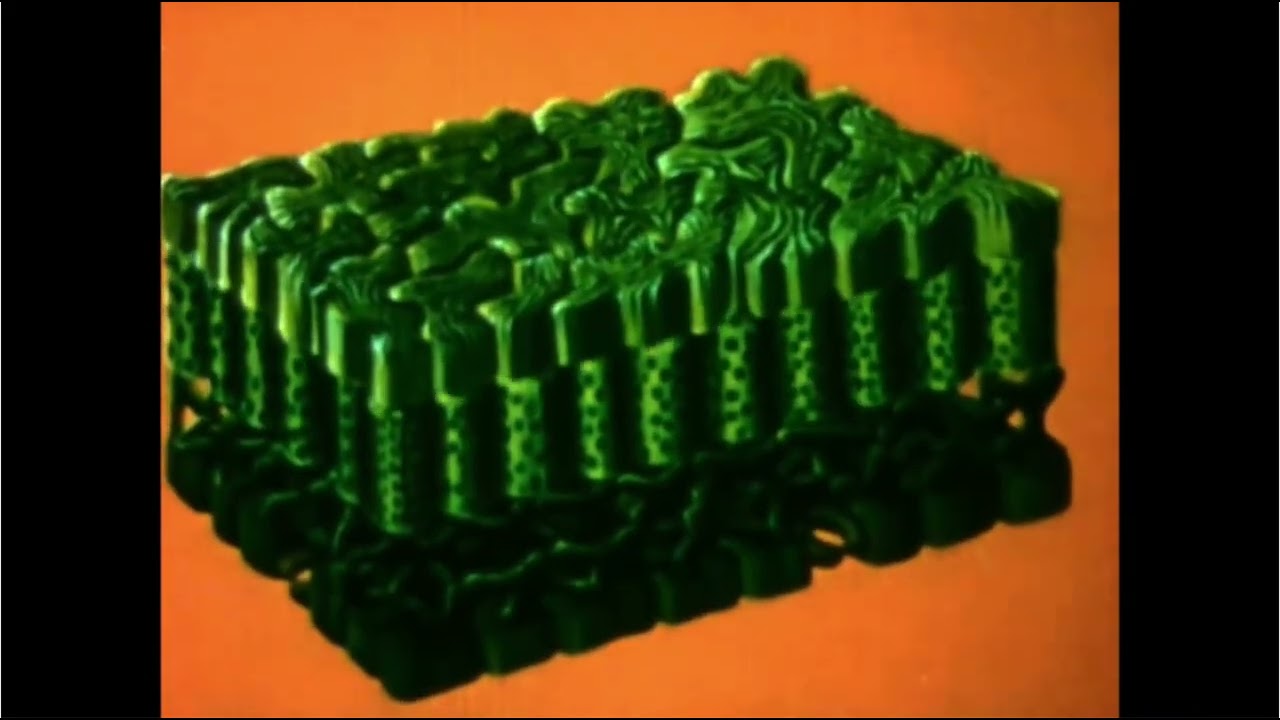 papas fritas - vertical lives (cover)